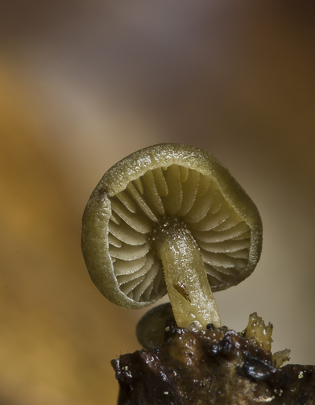 Simocybe rubi